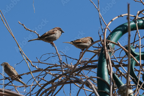 Small sparrow on twig closeup.