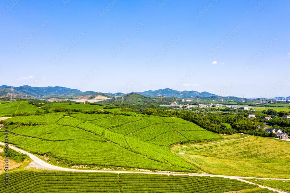 Fototapeta premium tea plantation
