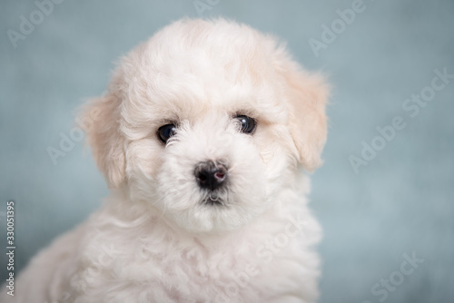 White Bichon puppy on a blue background with flowers.