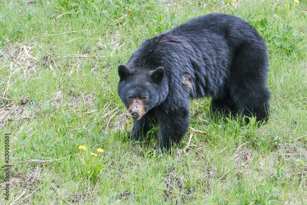 An injured black bear in the grass, part of the nose is gone, trees in the background, Manning Park, Canada An injured black bear in the grass, part of the nose is gone, trees in the background, Manning Park, Canada