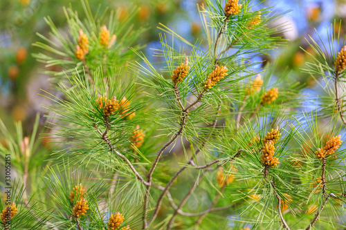 Bright young pine branches with future cones