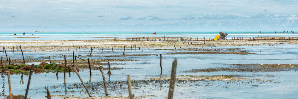 Panorama of algae cultivation, Zanzibar Panorama of algae cultivation, Zanzibar