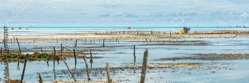 Panorama of algae cultivation, Zanzibar