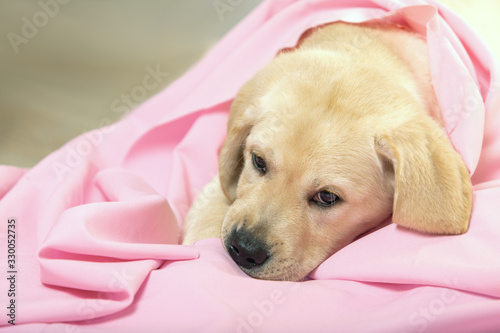 Cute labrador puppy covered in light pink fabric. Pets care and friendly concept.
