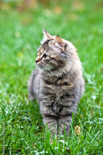Fluffy gray siberian cat goes on green grass