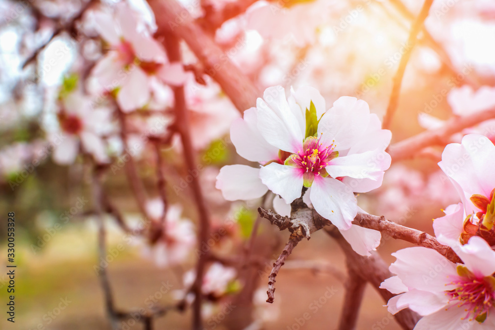 Close up of Almond Flower on Sunlight background.