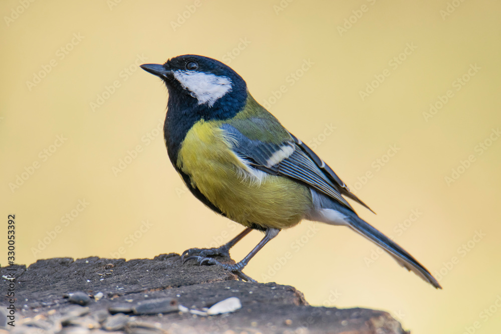 Obraz premium blue tit on branch