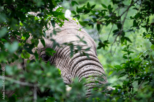 Elephant, closeup,  Hluhluwe-Imfolozi Park, KwaZulu-Natal, South Africa © invited paparazzi