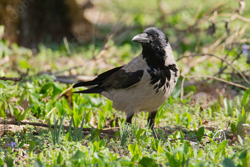 crow on grass