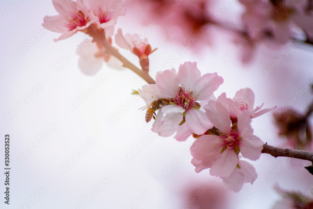 Bee that eats pollen from almond flowers in Spring on Blurred background