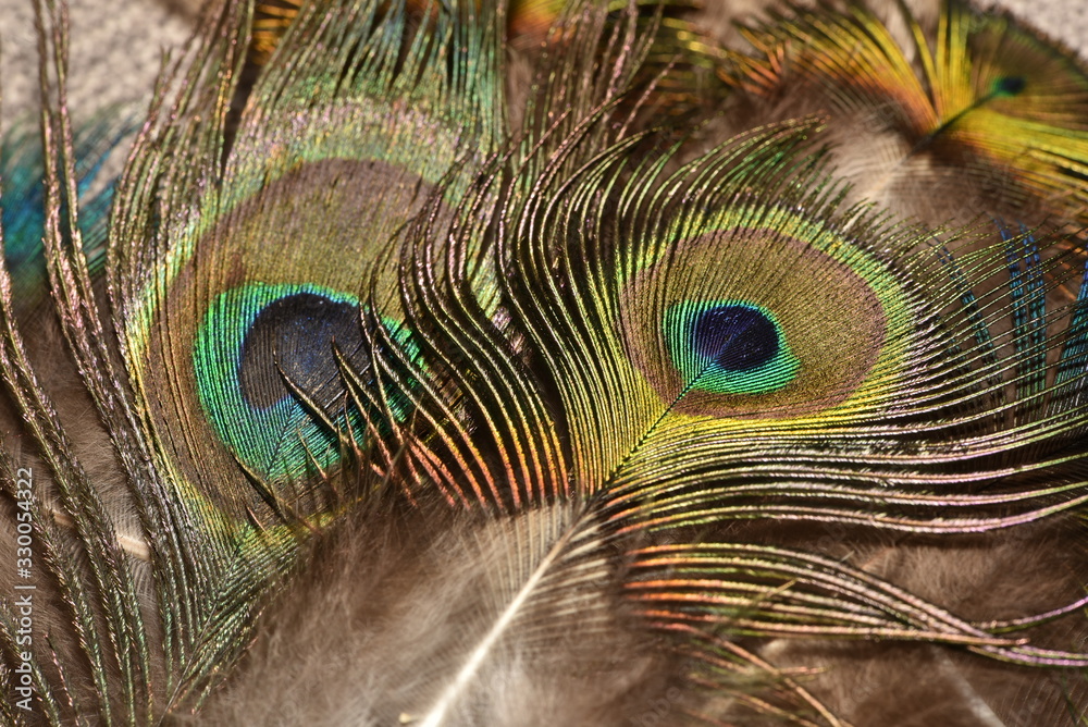 Naklejka premium Peacock feather pattern macro Peacock feathers closeup Bright colors.