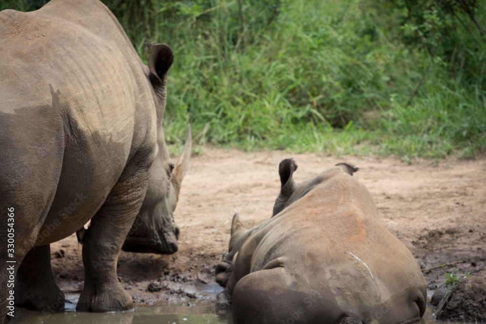 Two Rhinos at Hluhluwe-Imfolozi Park, KwaZulu-Natal, South Africa Two Rhinos at Hluhluwe-Imfolozi Park, KwaZulu-Natal, South Africa
