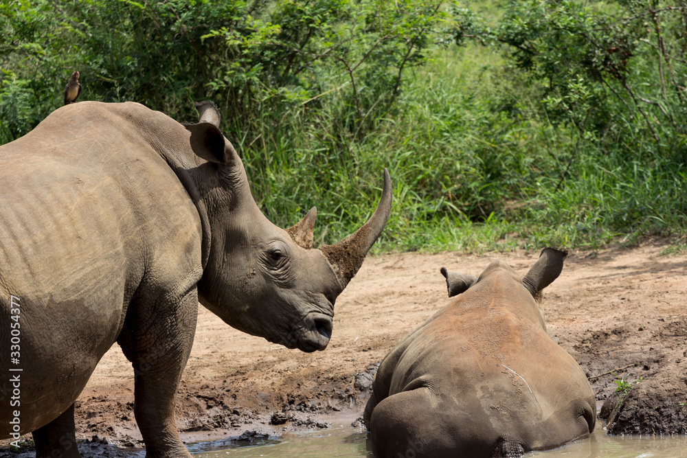 Two Rhinos, Hluhluwe-Imfolozi Park, KwaZulu-Natal, South Africa Two Rhinos, Hluhluwe-Imfolozi Park, KwaZulu-Natal, South Africa