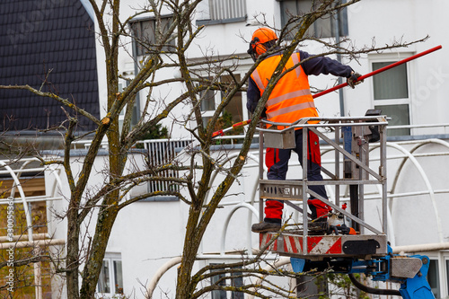 Baumpflege in der Stadt. photo