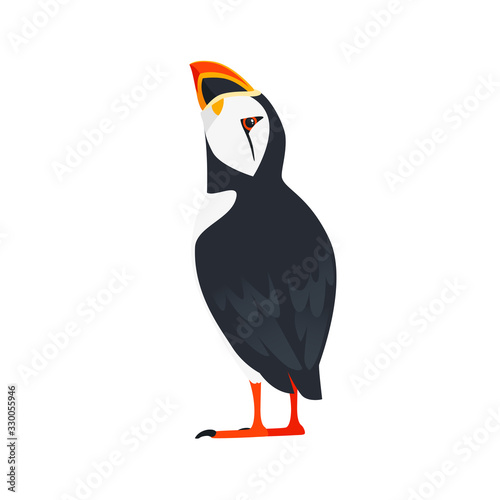 Atlantic puffin bird look at top cartoon animal design flat vector illustration isolated on white background