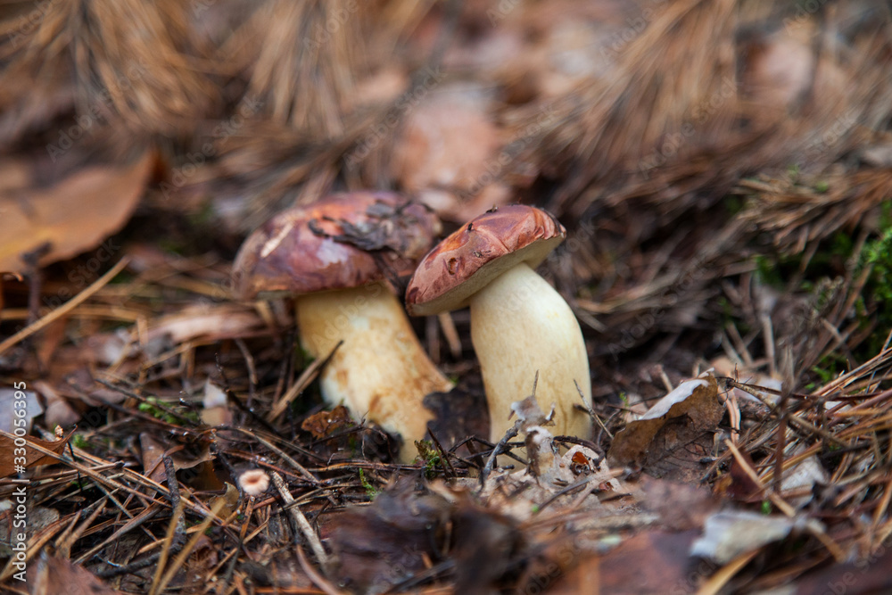 Fototapeta premium Double mushroom imleria badia commonly known as the bay bolete or boletus badius growing in pine tree forest..