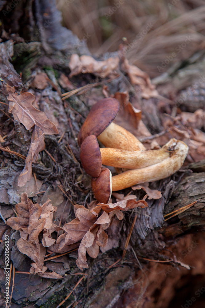 Pile of wild edible bay bolete known as imleria badia or boletus badius mushroom on old hemp in pine tree forest.. Pile of wild edible bay bolete known as imleria badia or boletus badius mushroom on old hemp in pine tree forest..