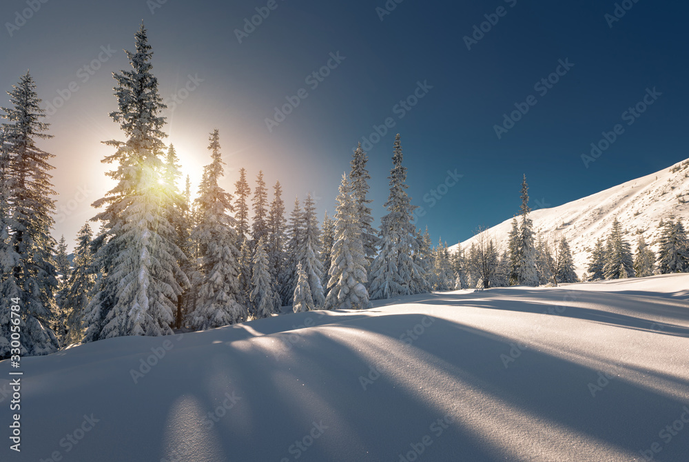 Snow covered trees in Tatra mountain National Park