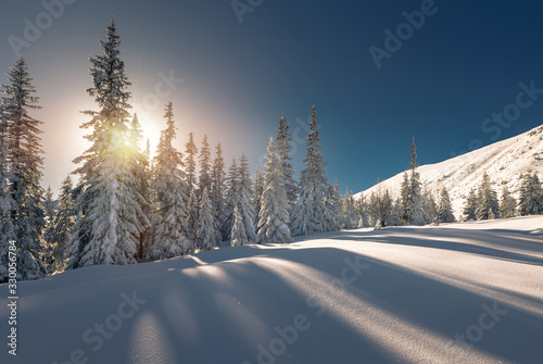 Snow covered trees in Tatra mountain National Park © aboutfoto