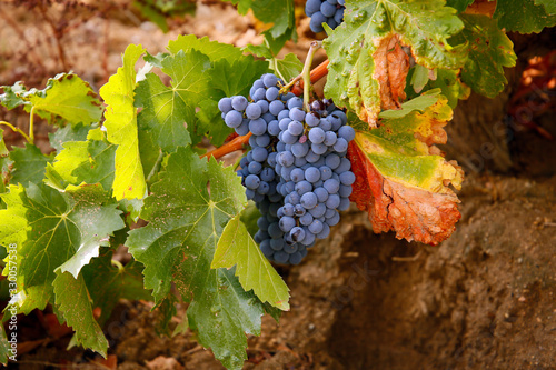 Uva garnacha