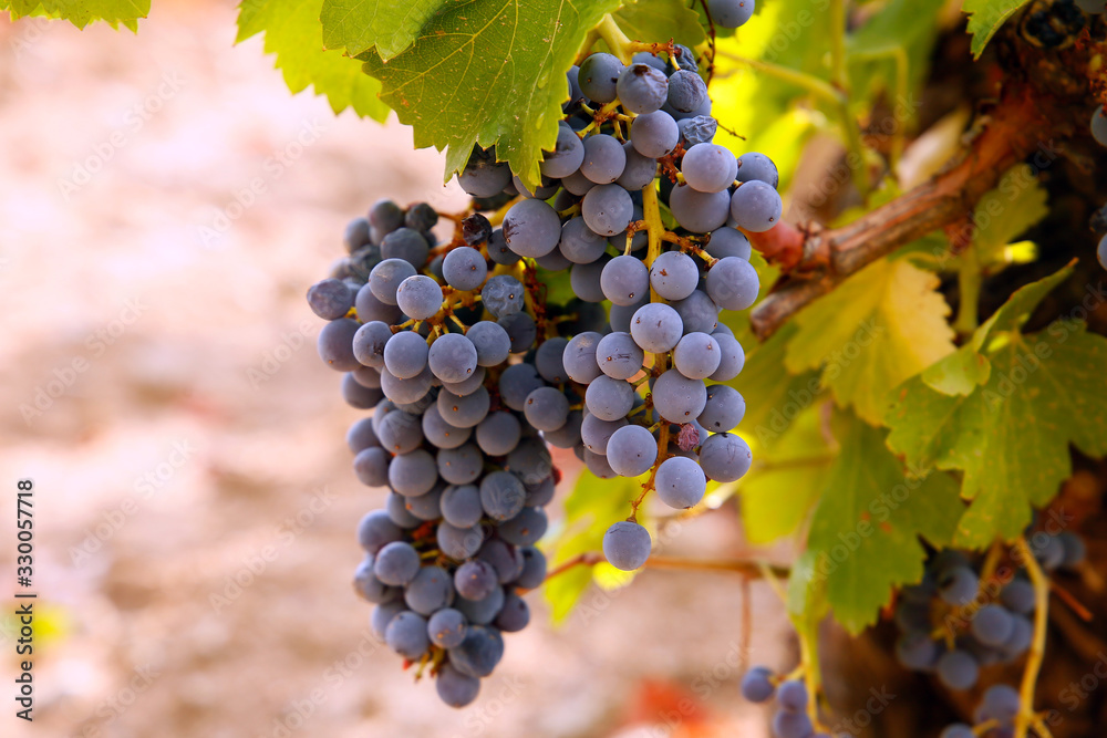 Fototapeta premium Uva garnacha