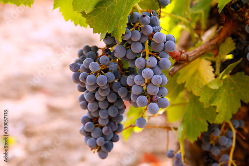 Fototapeta Naklejka Na Ścianę i Meble -  Uva garnacha