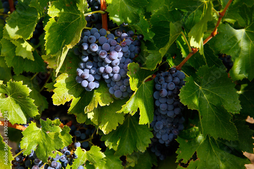 Uva garnacha