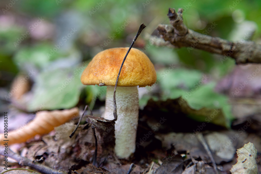 Single red boletus mushroom in the wild. Red boletus mushroom grows on the forest floor at autumn season.. Single red boletus mushroom in the wild. Red boletus mushroom grows on the forest floor at autumn season..