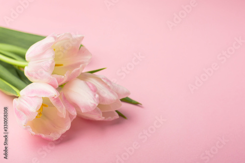 Fototapeta Naklejka Na Ścianę i Meble -  Spring flower pink tulips on the pink background with copyspace. Theme of love, mother's day, women's day
