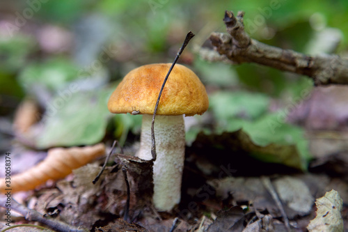 Single red boletus mushroom in the wild. Red boletus mushroom grows on the forest floor at autumn season..