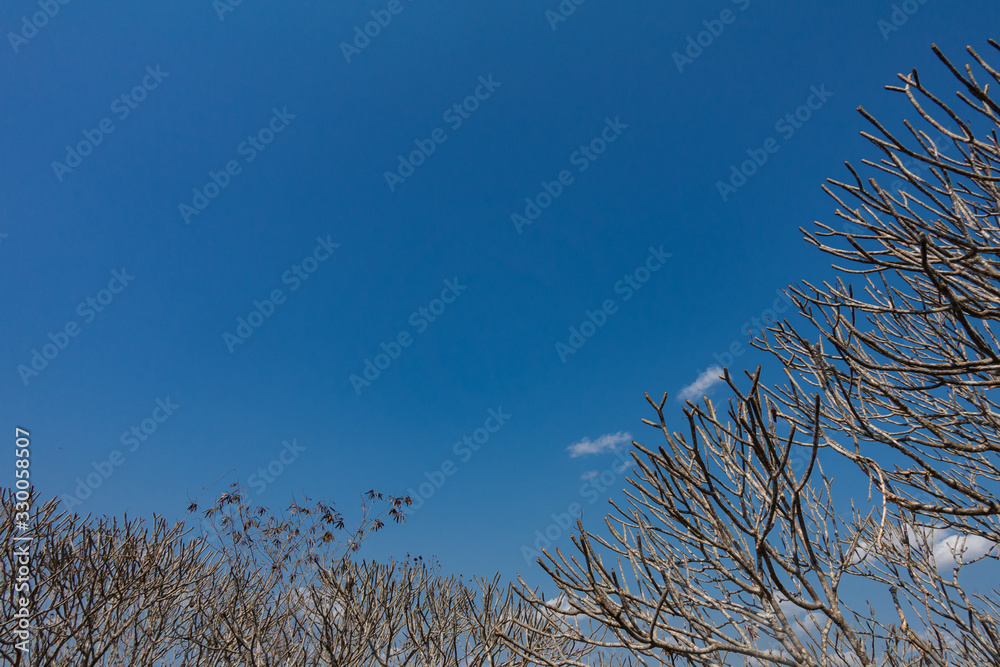 Fototapeta premium Tree branches with no leaves and a bright blue sky, during autumn or fall time of the year, with copy space.