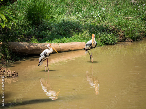 Pair of stork