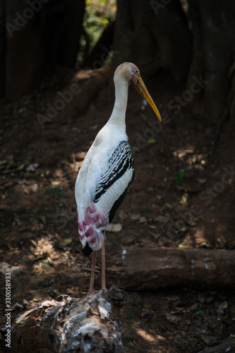 Painted stork