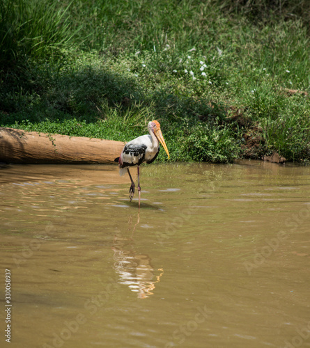 Stork