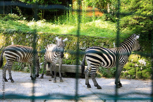 Stresa  VCO   Italy - June 02  2018  Zebra at Villa Pallavicino  Stresa  Verbano-Cusio-Ossola  Piedmont  Italy.