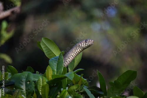 Snake on tree