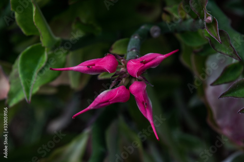 red flower