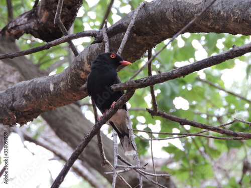 Ret'z Helmet Shirike, Bird in a tree