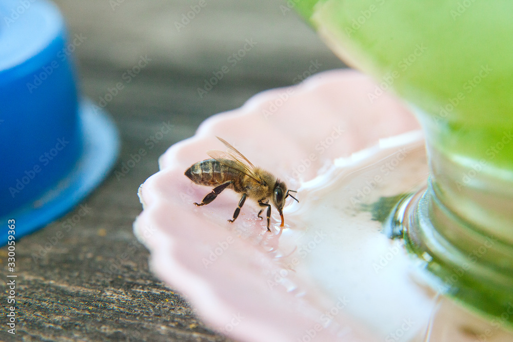 Close up of bee drink water.