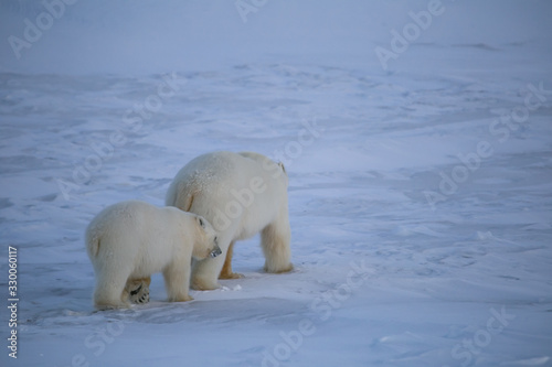 Rodzina nied  wiedzi polarnych  po  udniowy Spitsbergen