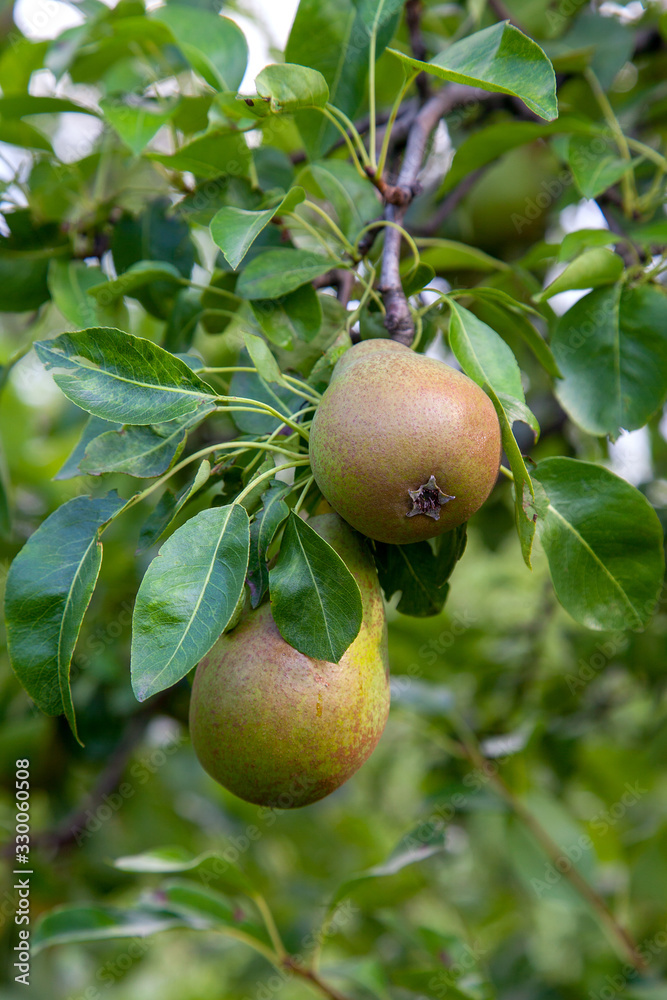 Shiny delicious pears hanging from a tree branch in the orchard.. Shiny delicious pears hanging from a tree branch in the orchard..