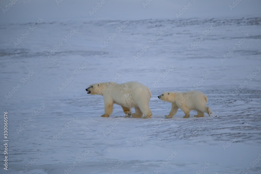 Rodzina niedźwiedzi polarnych, południowy Spitsbergen - obrazy, fototapety, plakaty 