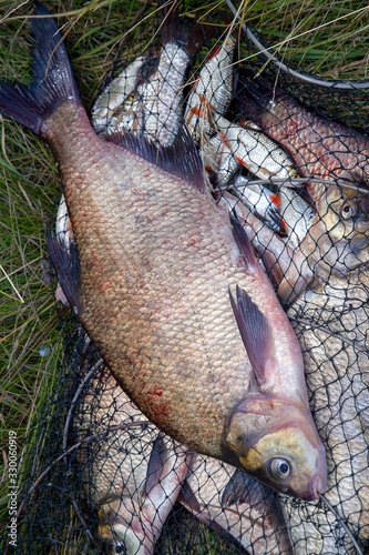 Successful fishing - big freshwater bream fish on keepnet with fishery catch in it..