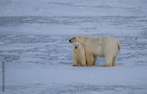 Rodzina niedźwiedzi polarnych, południowy Spitsbergen