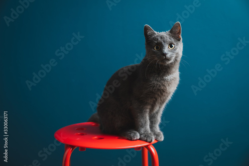 Foto A six months old Chartreux Grey Kitten Pet Cat standing on a red round stool wit
