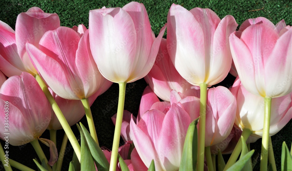 Fototapeta premium bouquet of pink tulips lying on green background spring flowers seasonal detail macro