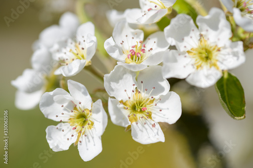 Pear blossom in the sunshine, in the spring time.