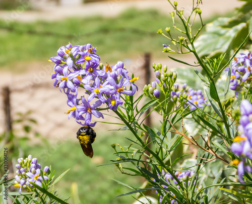 Bumblebees colecting pollen, violet flowers photo