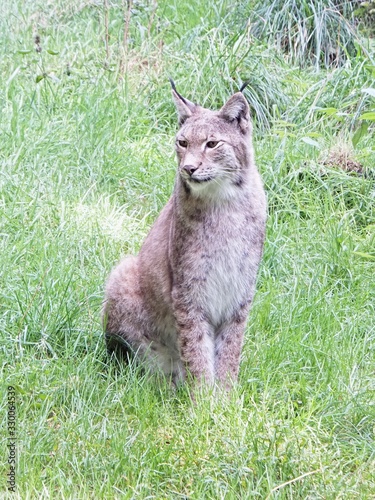A lynx looks away from the photographer photo