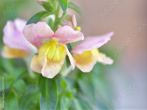 淡いピンクと黄色の混じったキンギョソウの花